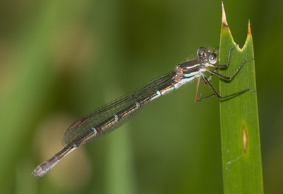 Austrolestes psyche